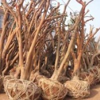 供應(yīng)油茶樹樁