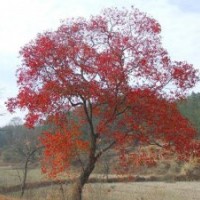 烏桕，安徽烏桕，烏桕價格，求購烏桕
