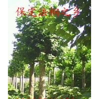 專營速生法桐 速生法桐苗子