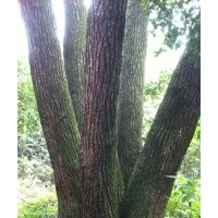 大香樟供應