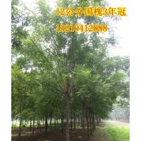 供應山東苗木種植基地惠民12公分國槐6000棵苗圃苗、隨時起苗