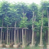 火焰木的價格，福建火焰木，火焰木供應商