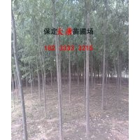 哪里有速生柳，河北速生柳，北方哪里有賣速生柳的