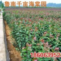 山東北美海棠苗木，根接苗，芽苗，半成品苗，實生苗，成品苗