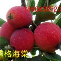 供應山東北美海棠，王族、亞當、道格、鉆石、雪球、絢