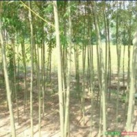 供應直柳、竹柳專供、竹柳基地、竹柳種植