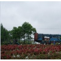 批發安徽紅葉石楠價格 安徽優質紅葉石楠球供應商