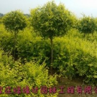 金葉榆專業生產基地