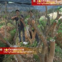 國內外茶花枝條出售并承接嫁接服務