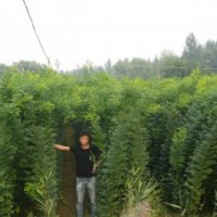 國槐國槐大國槐優(yōu)質國槐基地