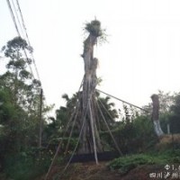 提供Ф165cm瀘州黃葛樹大樹，云南黃葛樹大樹