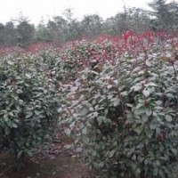 南京桿徑2cm-8cm高桿/獨桿紅葉石楠供應(yīng)——南京江北雪松苗圃場
