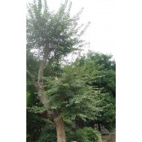 安慶龍山名樹園出售大規格三角楓