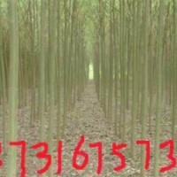 【河北大喬木】【苗圃基地】【柳樹供應】柳樹