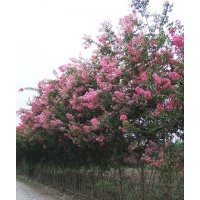 成都紫薇價格 成都紫薇報價 紫薇品種 紫薇規格