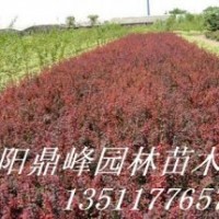 供應紅葉小檗，金葉女貞，紅葉石楠，地柏，扶芳藤，衛矛