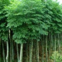 我家地里有賣欒樹，北欒樹價格？