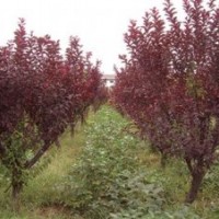紅葉李，安徽紅葉李，紅葉李價格，求購紅葉李