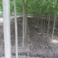 供應竹柳2-10公分