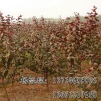 金葉榆專業供應海源廠家