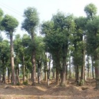 供應：湖南花木、工程苗木、綠化花木、色塊小苗