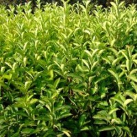 供應(yīng)：湖南法國(guó)冬青，50—100公分高度的法國(guó)冬青