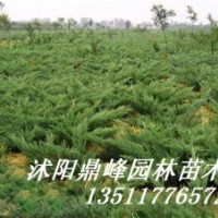 供應:金葉女貞，紅葉小檗，蜀檜,龍柏、地柏，扶芳藤