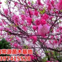 湖南苗木，喬灌木，各類球型苗木，色塊小苗，扦插小苗，綠化用苗