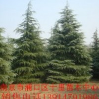 雪松綠化雪松供應