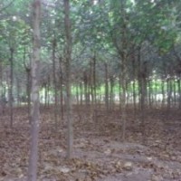大量供應(yīng)毛白楊，速生楊，國(guó)槐，白蠟，柳樹，法桐，榆樹。