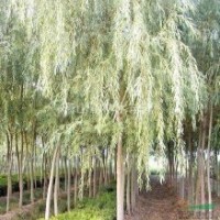 山東速生柳樹(shù)山東榆樹(shù)山東刺槐苗木基地山東萬(wàn)盛苗木基地