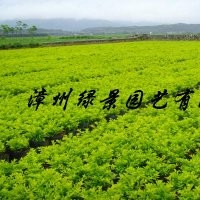 黃金葉產地直銷