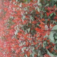 大量出售紅葉時(shí)楠、千竺桂、紫薇