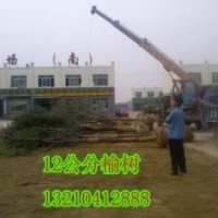 供應(yīng)天津榆樹(shù)苗木種植基地12公分榆樹(shù)6000棵苗圃苗、隨時(shí)起苗