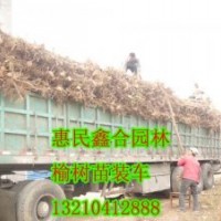 供應新疆榆樹小苗、新疆榆樹小苗價格、新疆榆樹小苗供應商