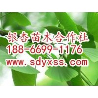 供應(yīng)18公分銀杏樹900元