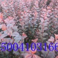 密枝紅葉李子苗|農戶直銷紅葉李子苗