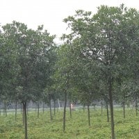 大量供應丹桂 四川丹桂價格 各種規格丹桂