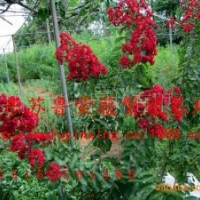2013紅火箭紫薇|美國紅火箭紫薇扦插小苗“紅葉紫薇|帶營養土包成
