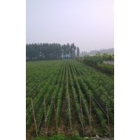 秋季白蠟預定開始了