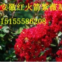 美國紅火箭紫薇