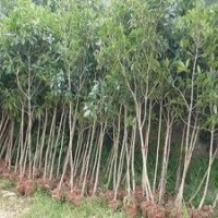 自產自銷10公分湖南桂花樹，12公分湖南桂花行道樹批發特價