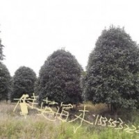 批發上海精品桂花價格 江蘇桂花最新價格咨詢 浙江桂花批發商