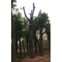國槐、白皮松、紫薇、紫荊、龍柏、塔柏、紫葉矮櫻、金葉女貞、紅