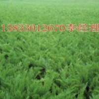 曲陽(yáng)沙地柏銷售/保定出售沙地柏