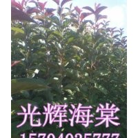 光輝海棠、光輝海棠苗