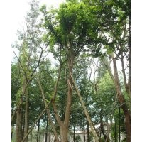 成都樸樹價格 成都樸樹報價 樸樹品種 樸樹規格