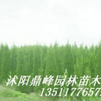 供應紅葉石楠，龍柏、鋪地柏，蜀檜，紅瑞木、紅王子錦帶