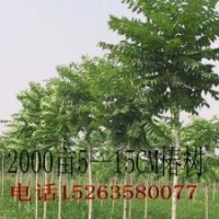椿樹-毛白楊-１０７-柳樹-國槐-法桐-合歡.