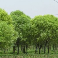 速生柳專業供應海源廠家